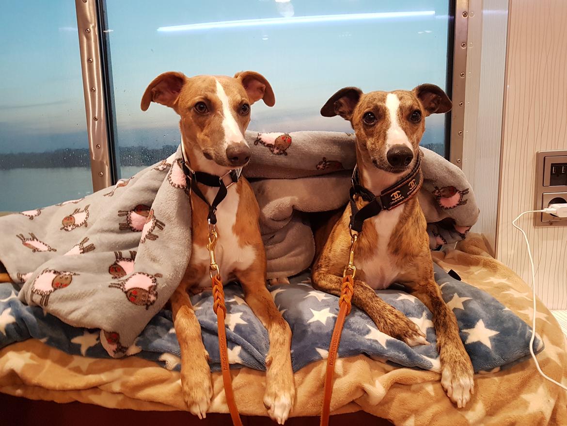 Whippet Ludvig (Himmelhund) billede 35