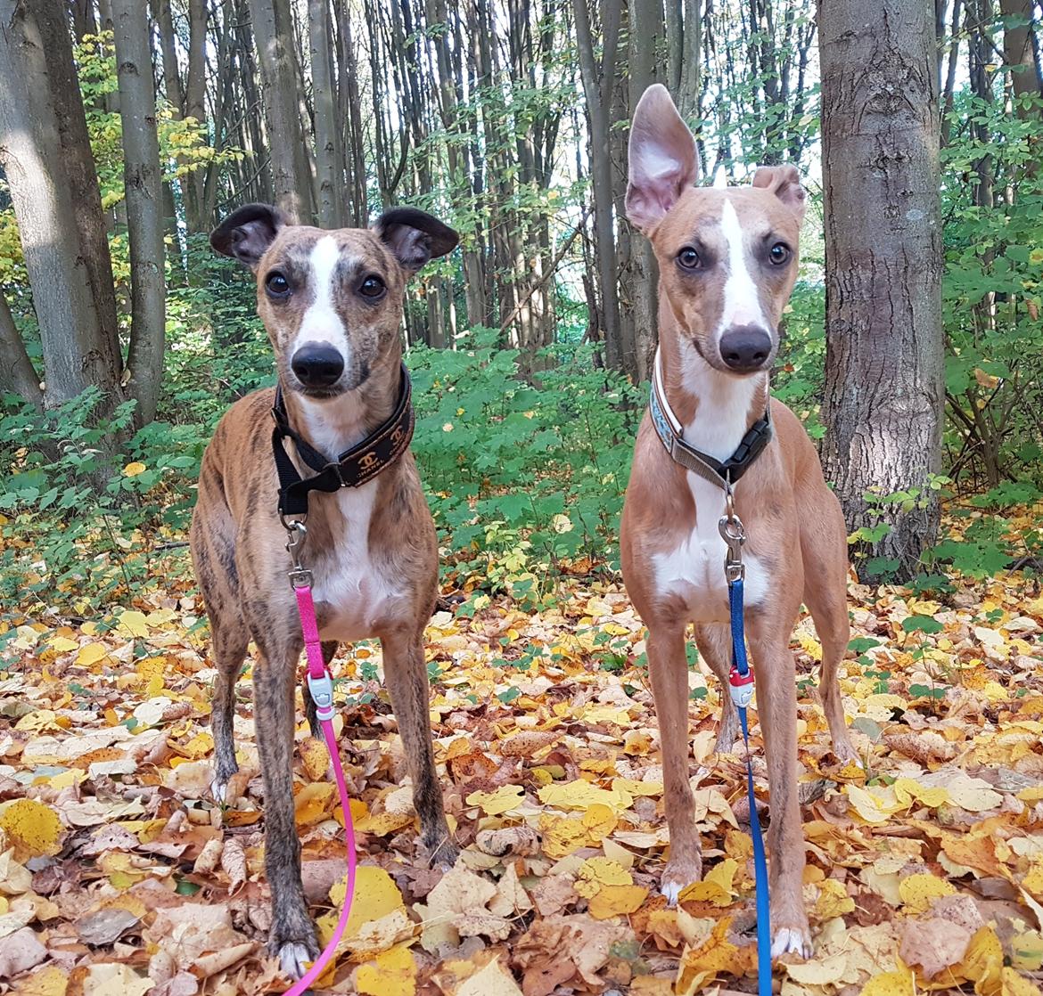 Whippet Ludvig (Himmelhund) billede 34