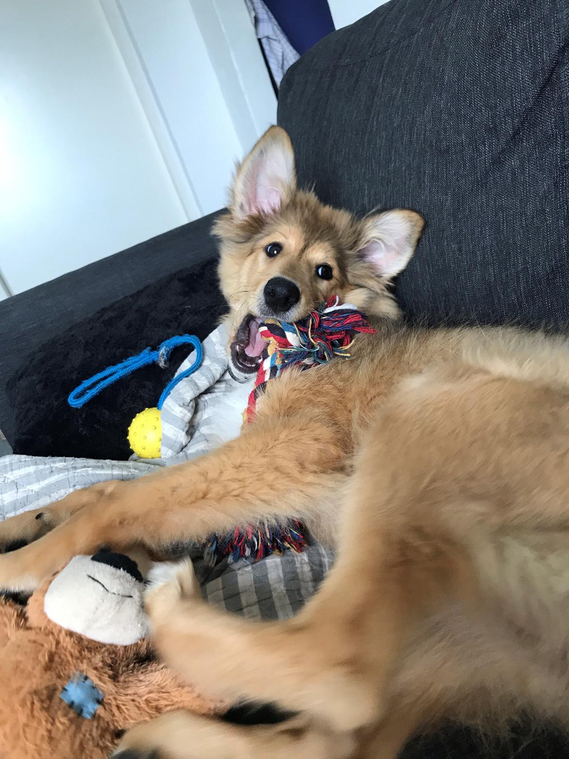 Blanding af racer Cassie billede 1