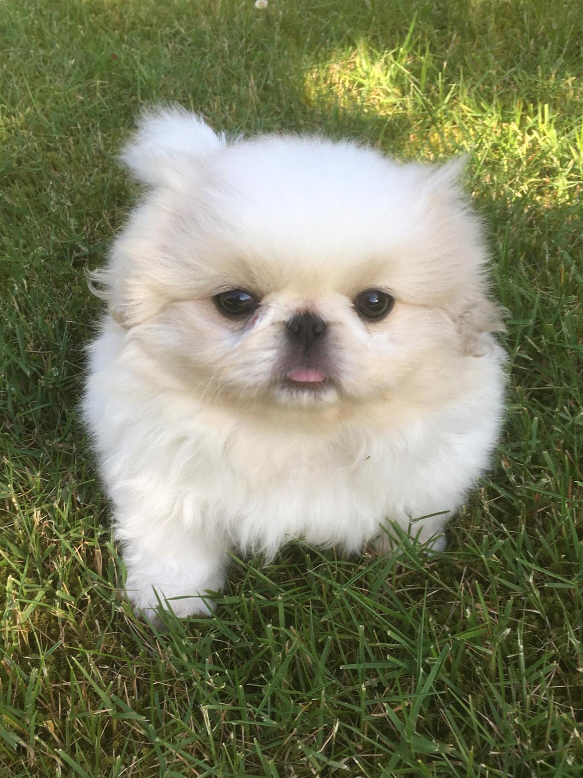 Pekingeser Sus billede 1