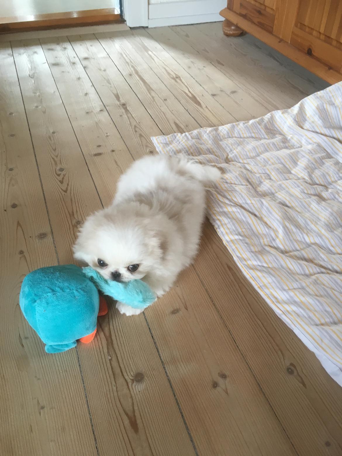 Pekingeser Sus billede 2