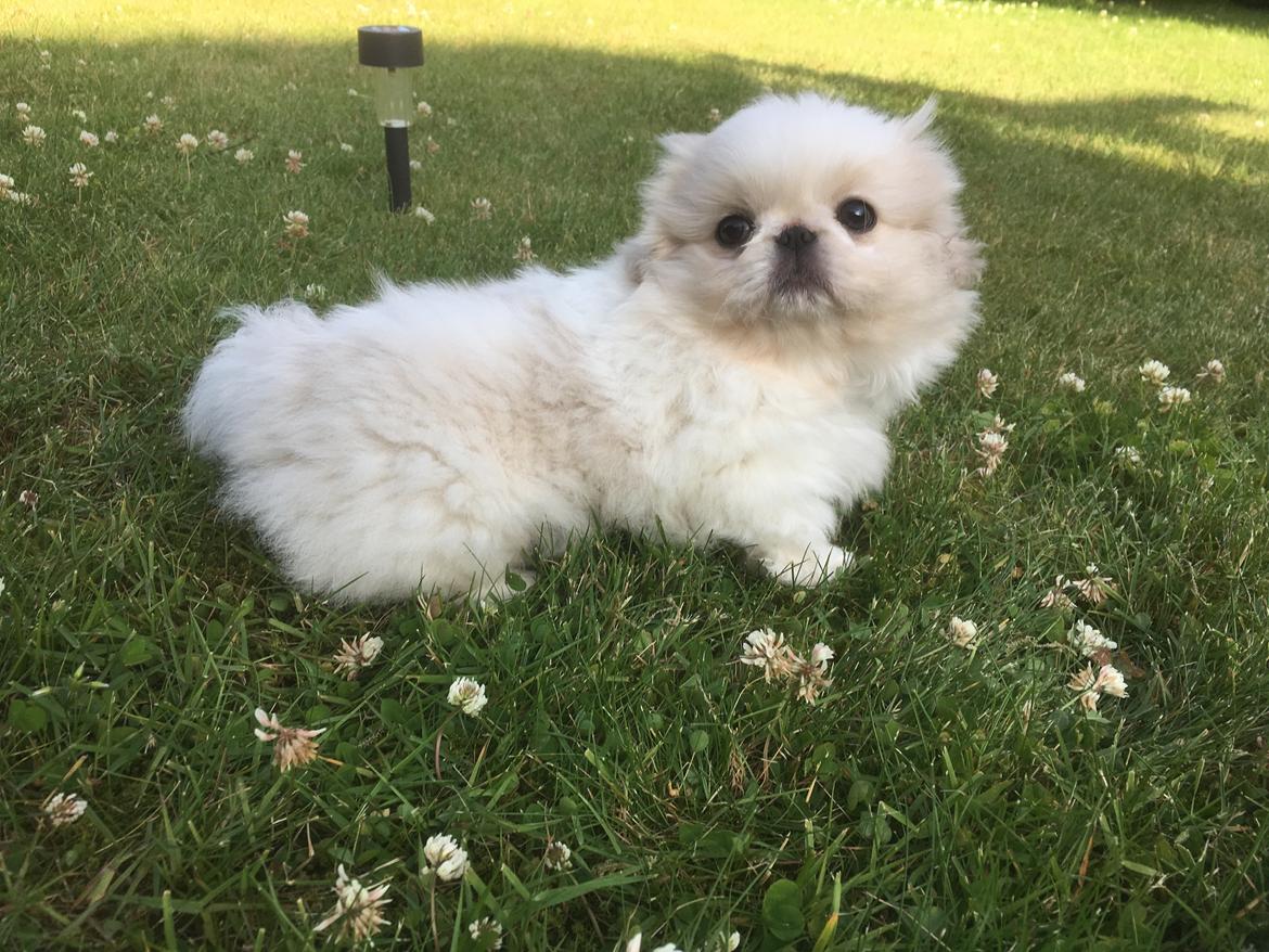 Pekingeser Sus billede 3