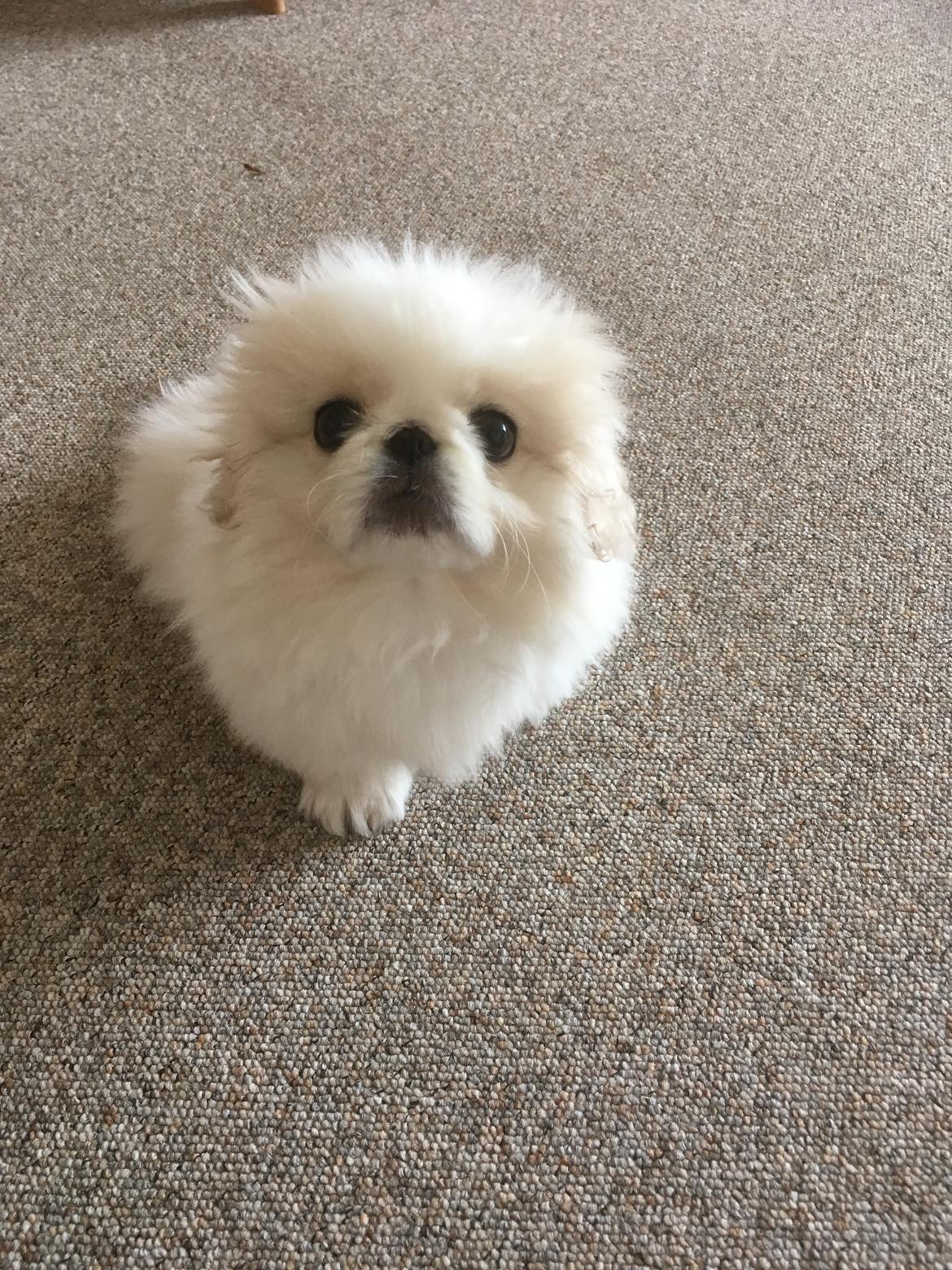 Pekingeser Sus billede 4