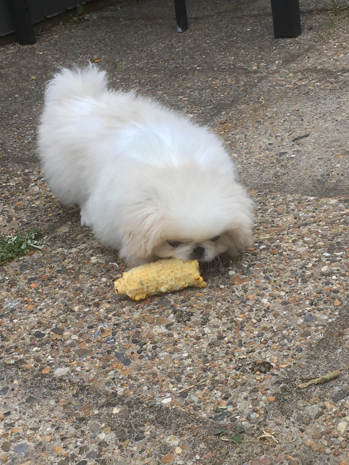 Pekingeser Sus billede 5