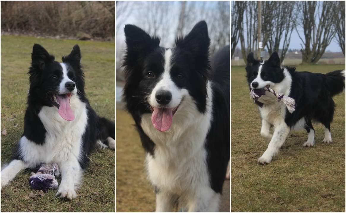 Border collie Queen billede 1