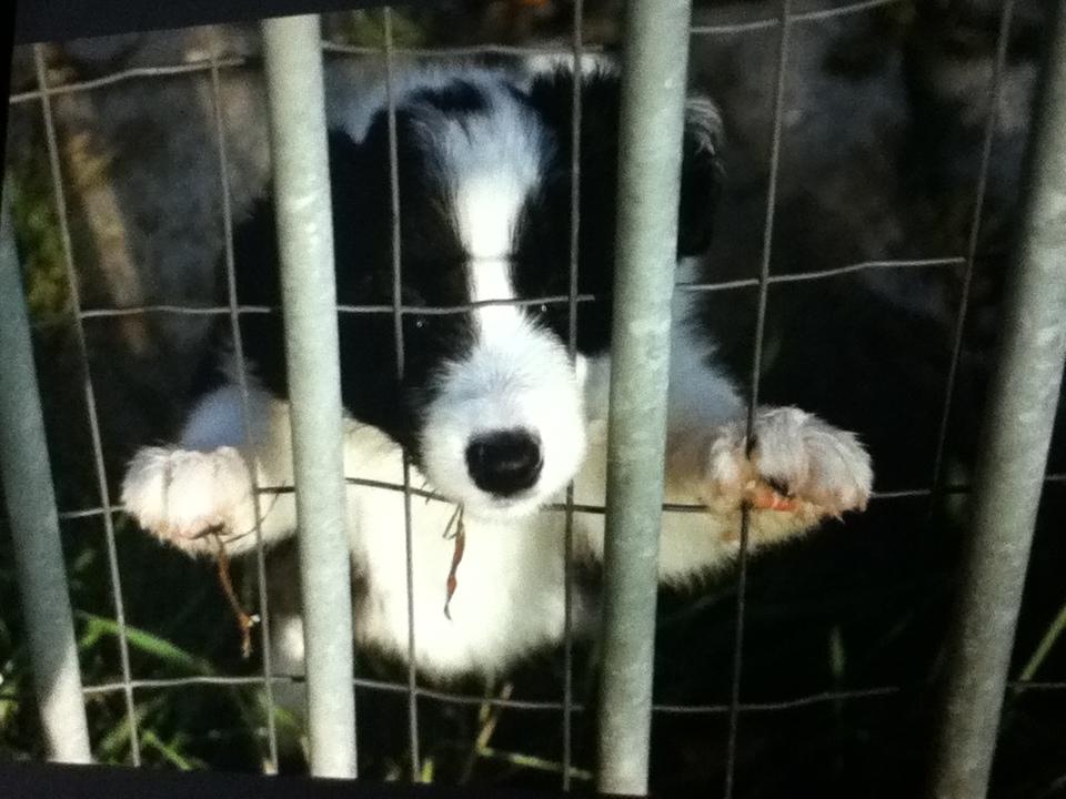 Border collie Queen billede 2