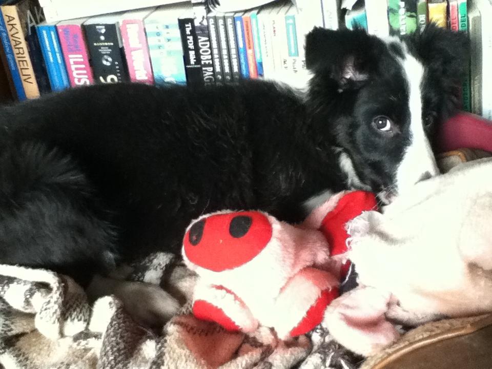 Border collie Queen billede 4