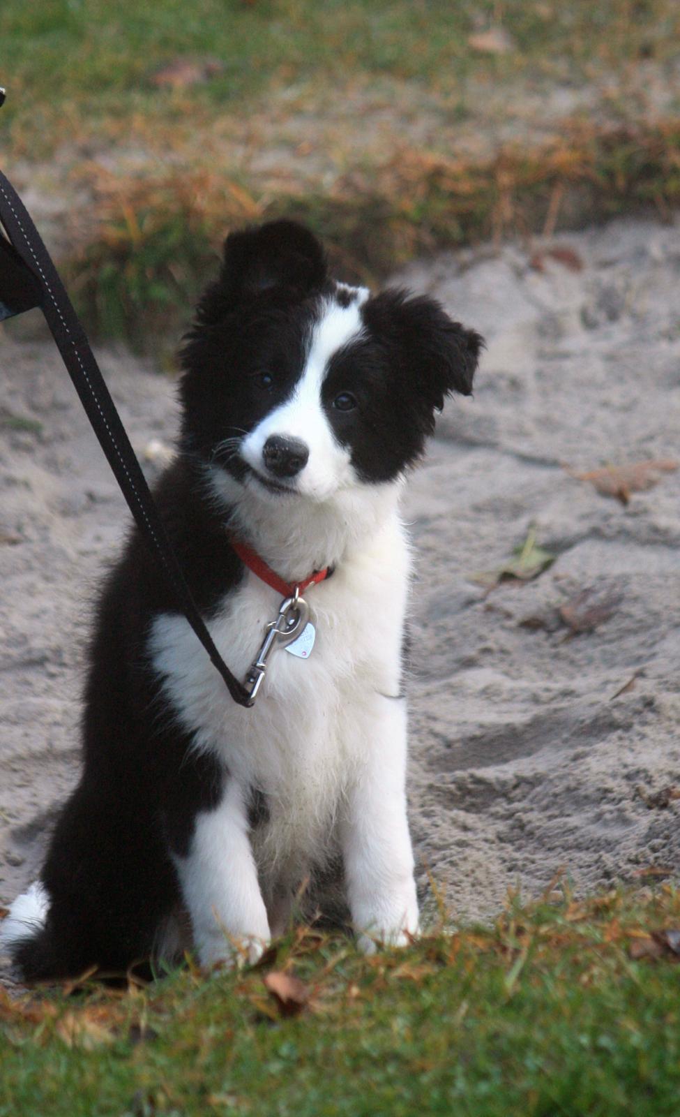 Border collie Queen billede 5