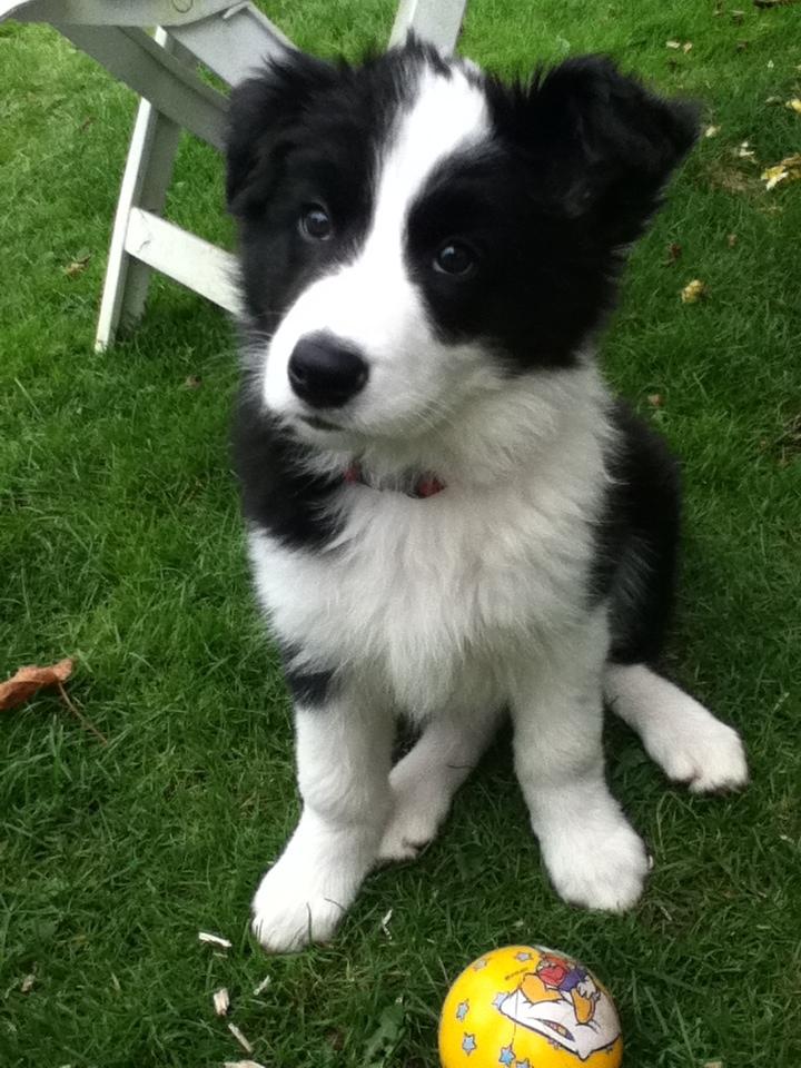 Border collie Queen billede 3