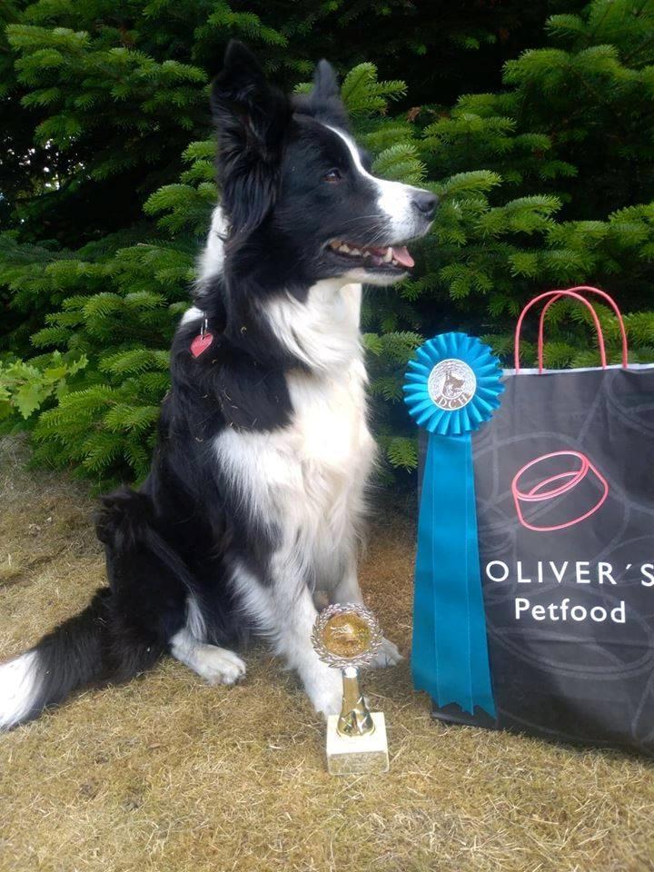 Border collie Queen billede 7