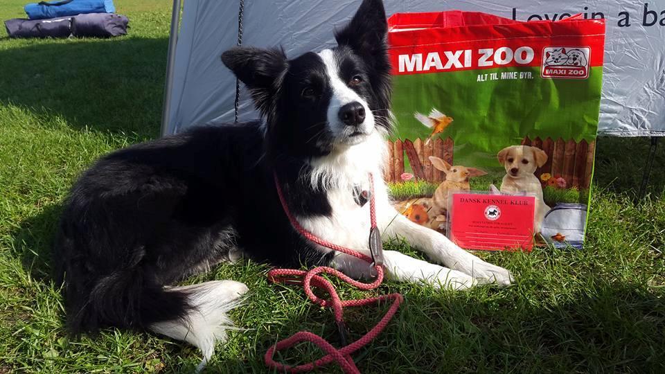 Border collie Queen billede 8