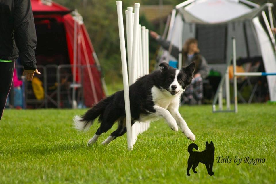 Border collie Queen billede 9