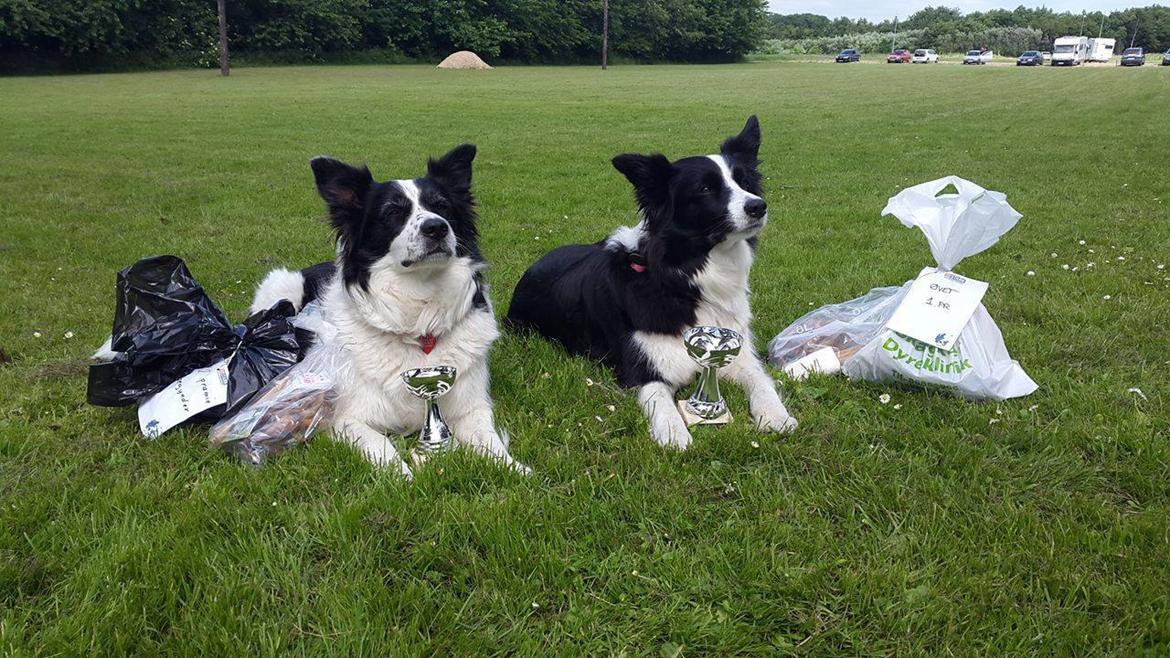 Border collie Queen billede 12