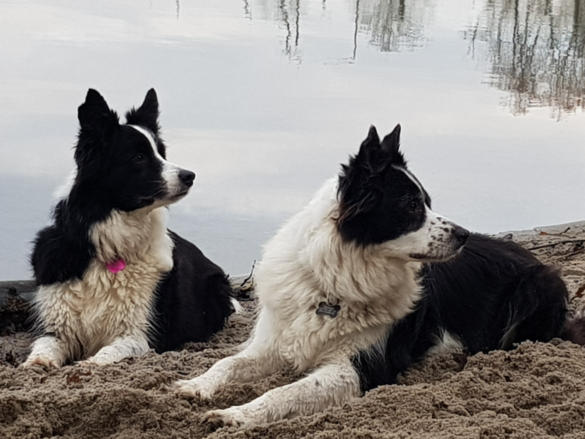 Border collie Queen billede 11