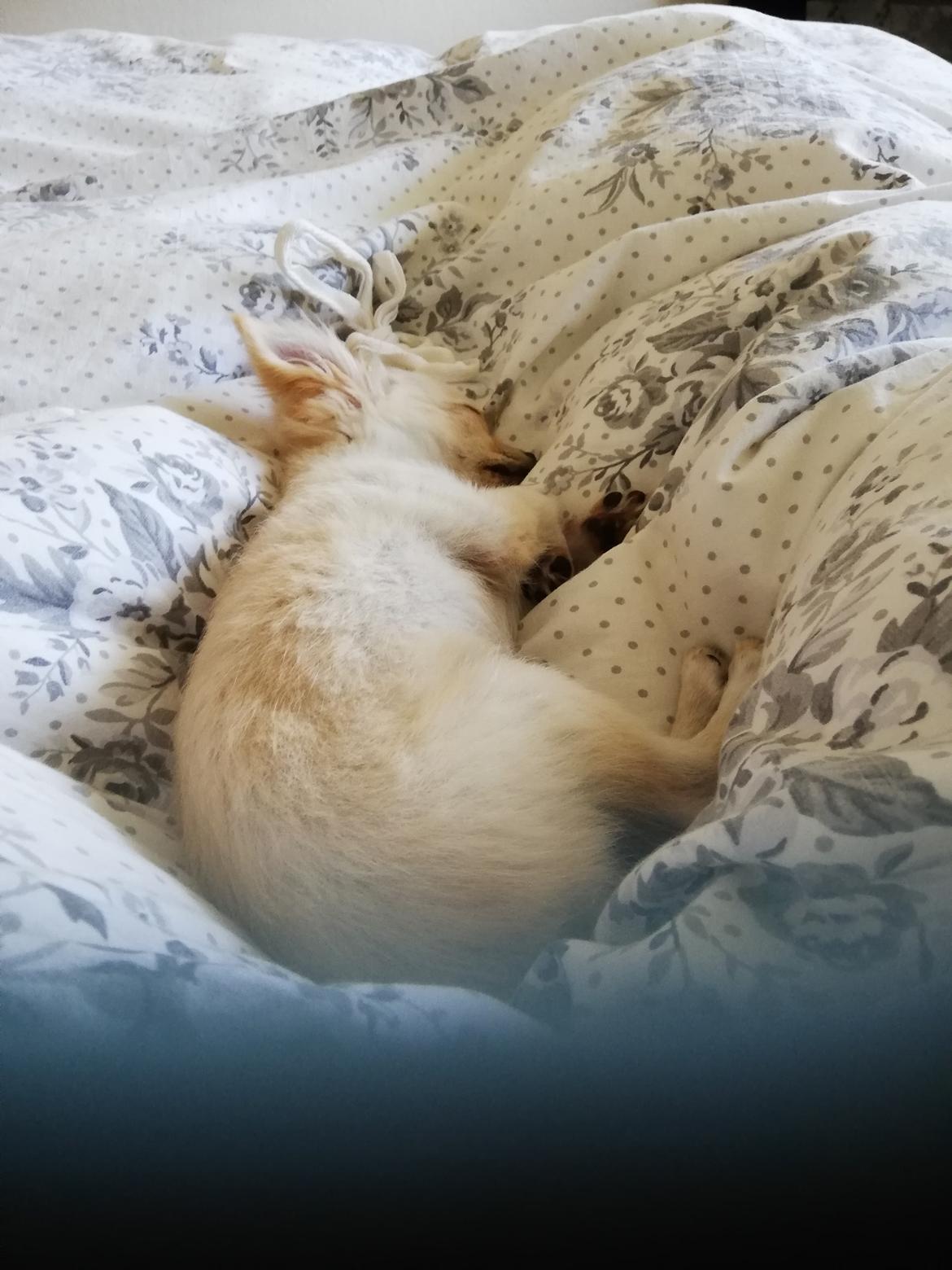 Chihuahua Buller  billede 1