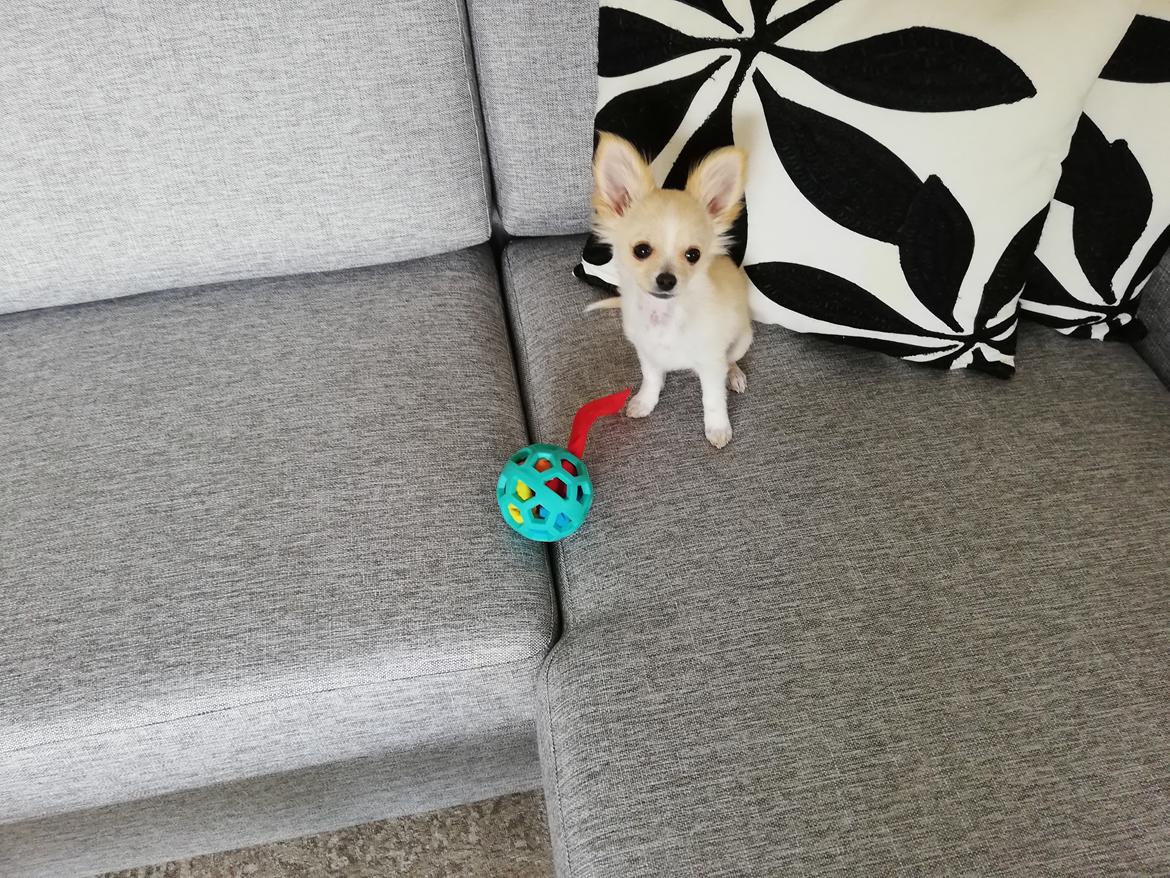 Chihuahua Buller  billede 3