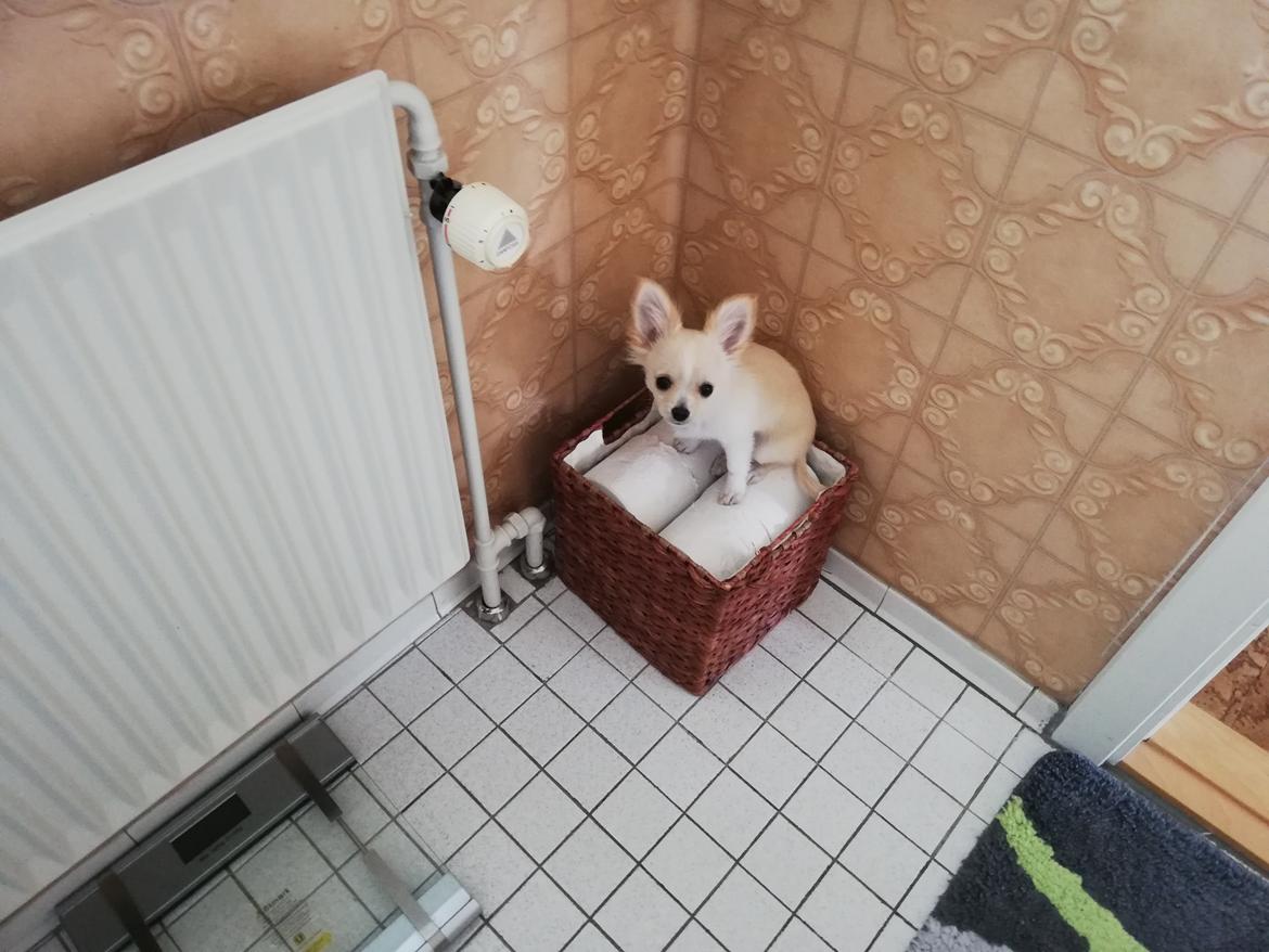 Chihuahua Buller  billede 4