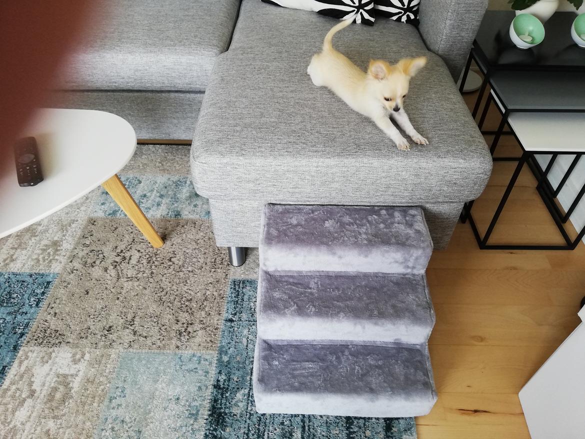 Chihuahua Buller  billede 2