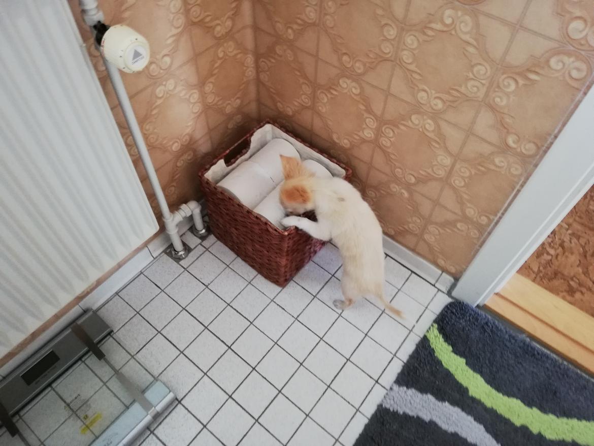 Chihuahua Buller  billede 5