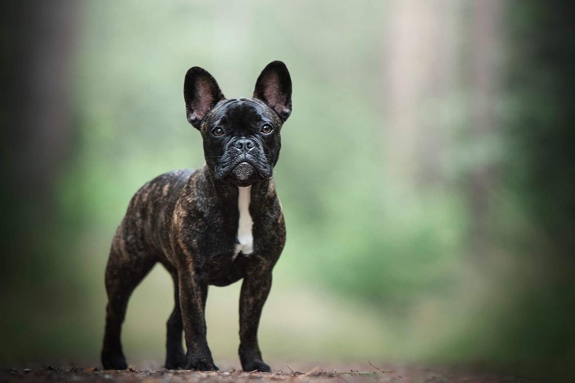 Fransk bulldog Molosshuset Ada Lovelace billede 9