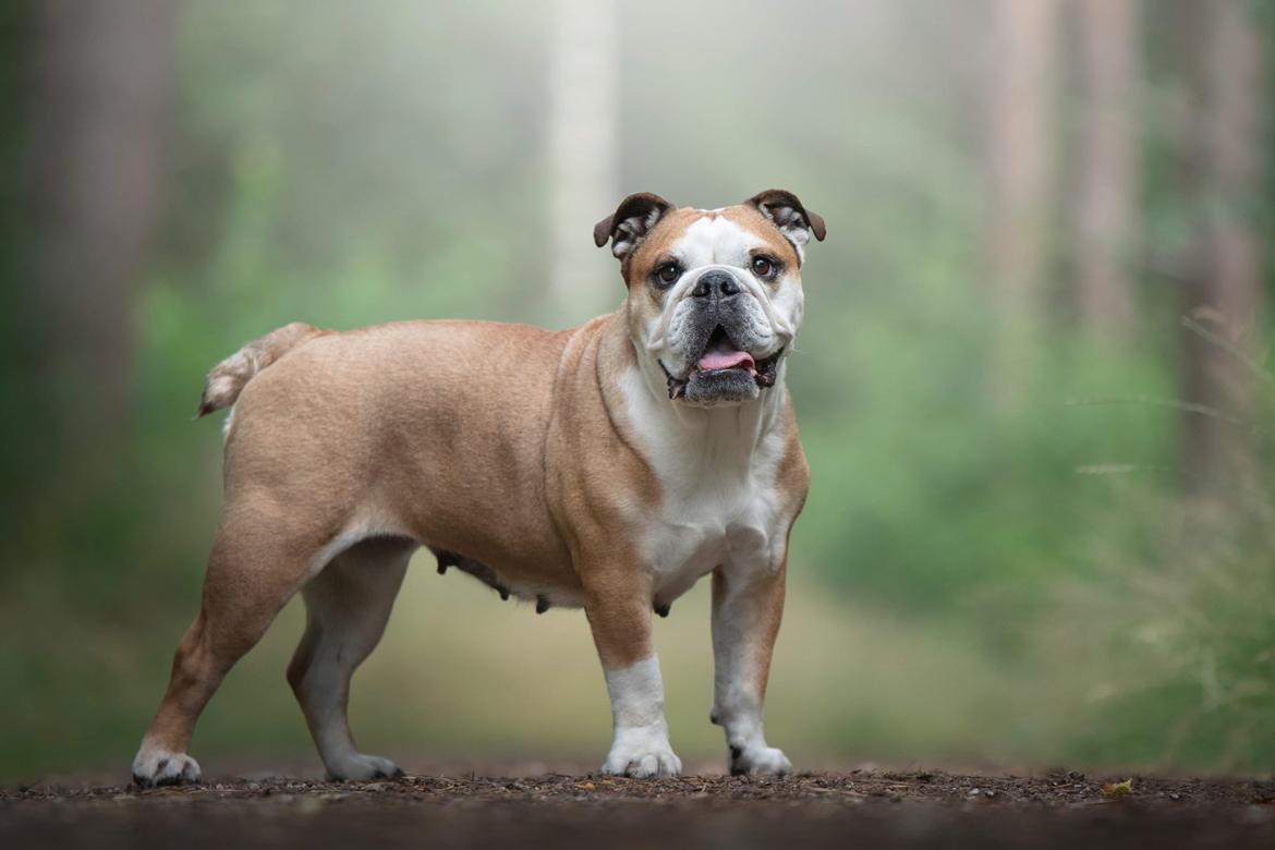 Engelsk bulldog Viola billede 15