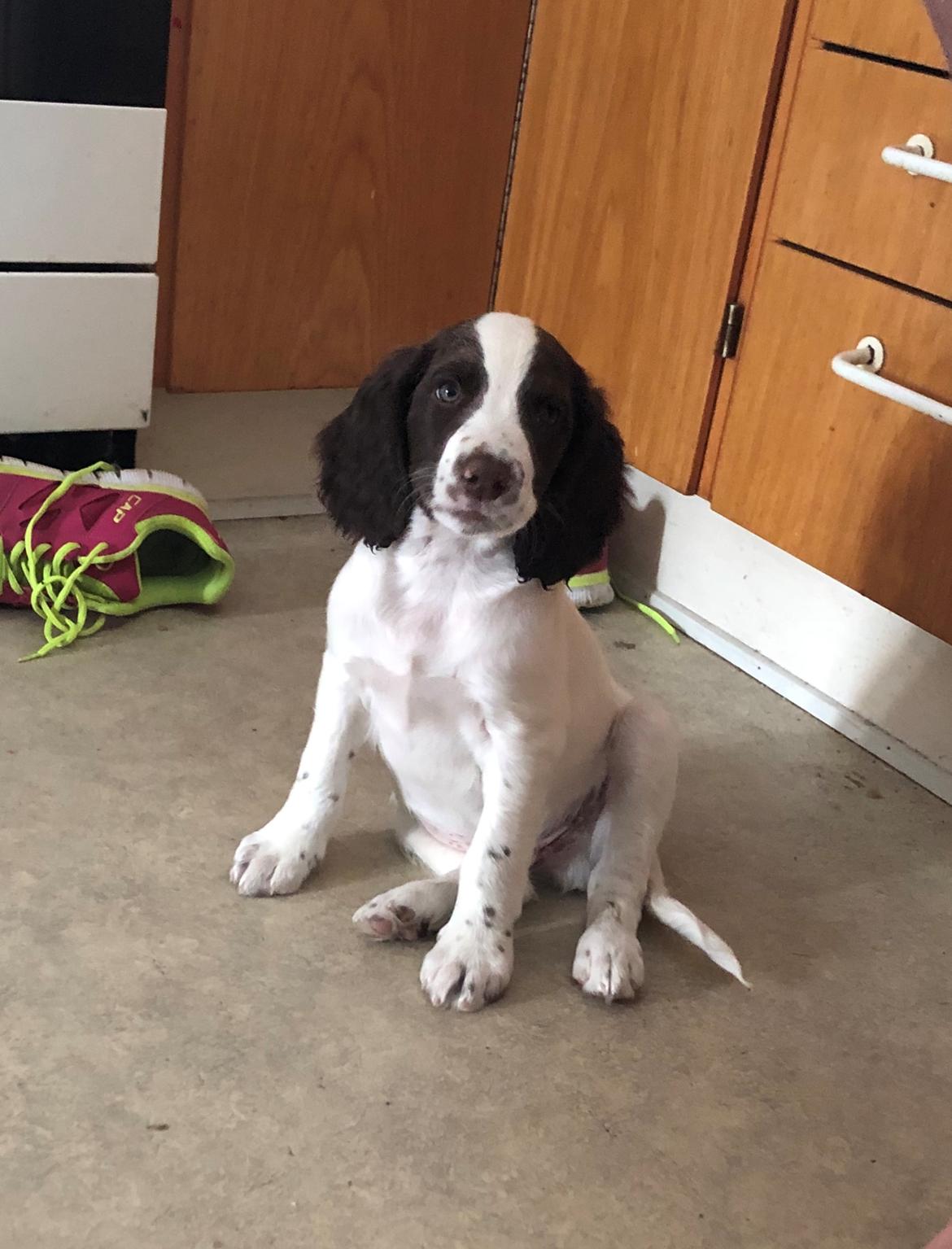 Engelsk springer spaniel Cody billede 1