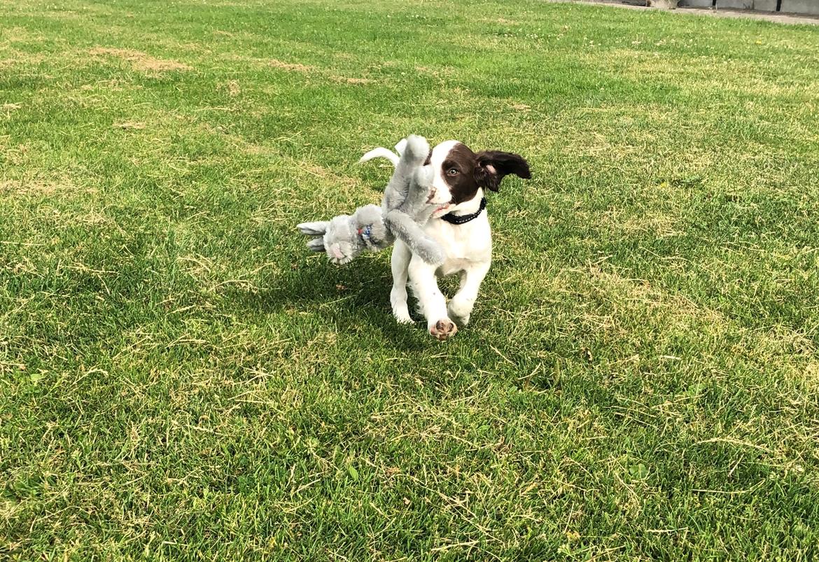 Engelsk springer spaniel Cody billede 4