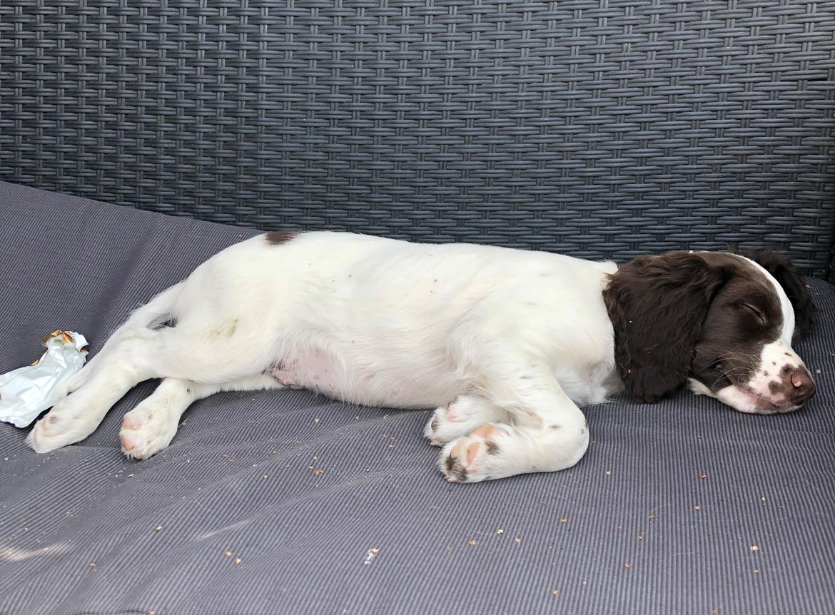 Engelsk springer spaniel Cody billede 8