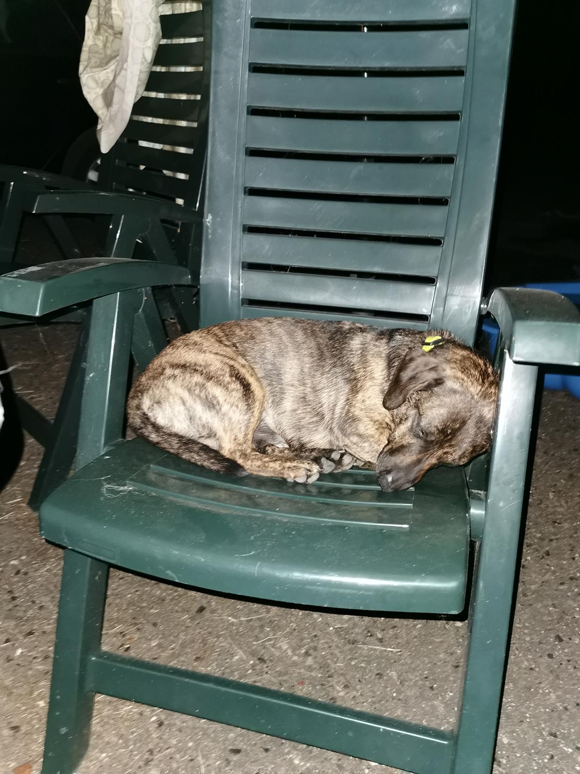 Blanding af racer Tarzan  billede 5