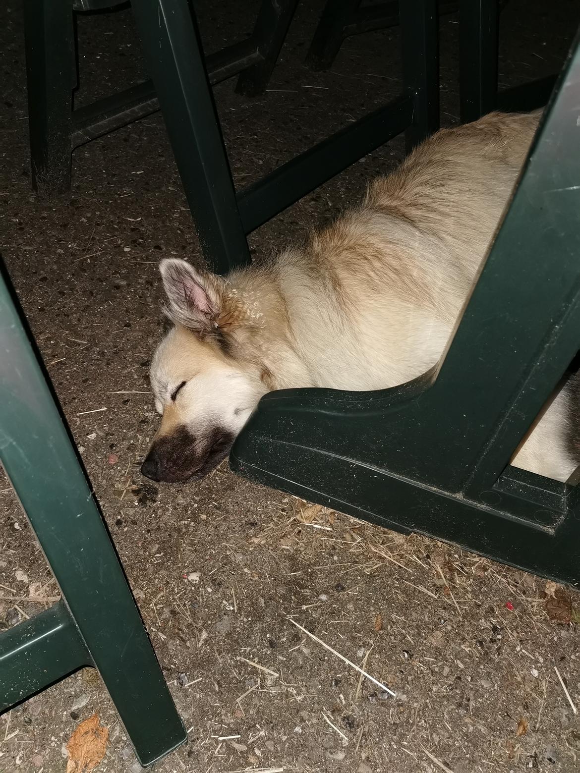 Blanding af racer Osvald  billede 6