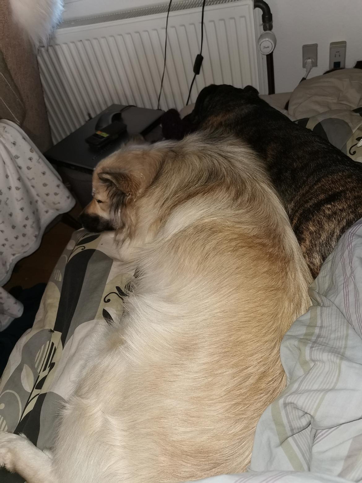 Blanding af racer Tarzan  billede 9