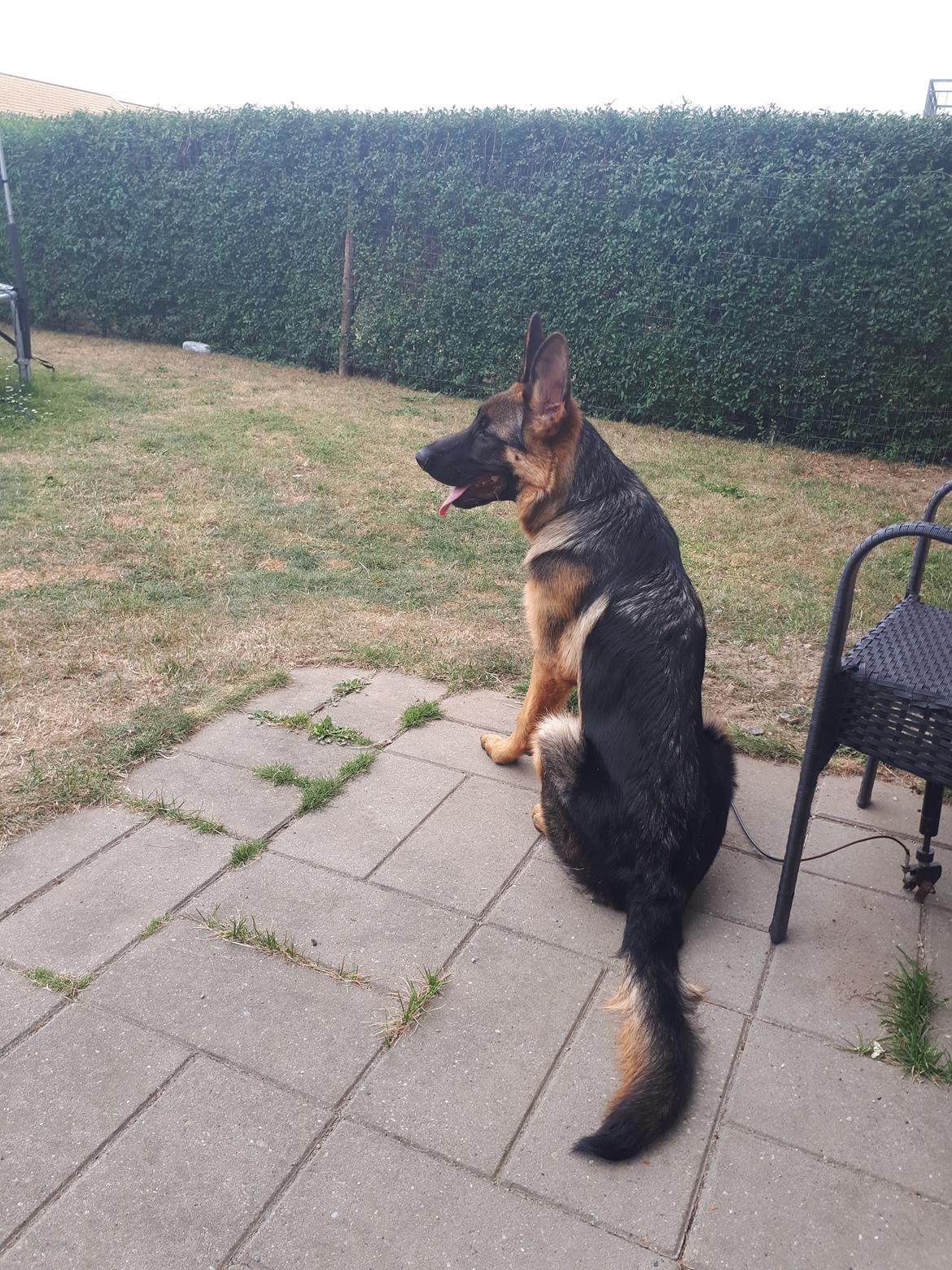 Schæferhund Santo jr. billede 30