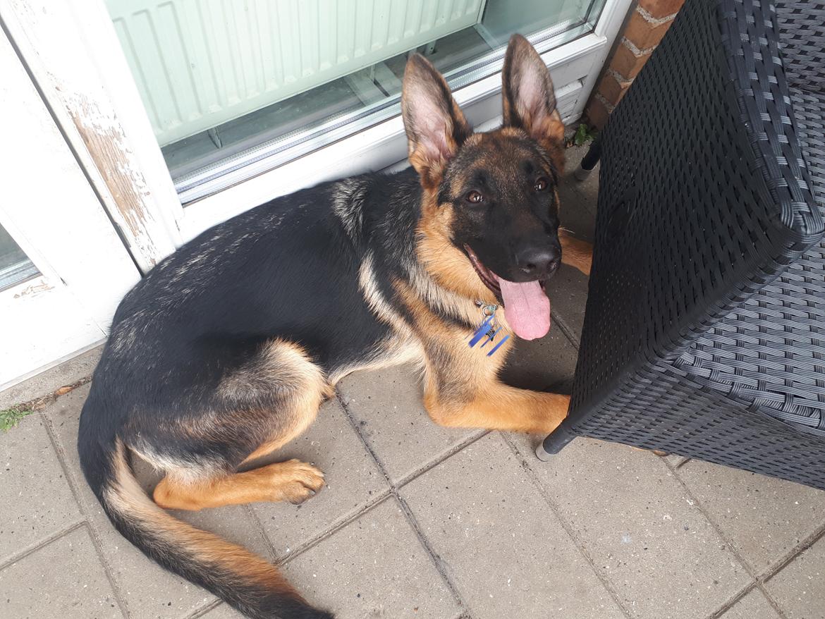 Schæferhund Santo jr. - 6 mdr billede 31