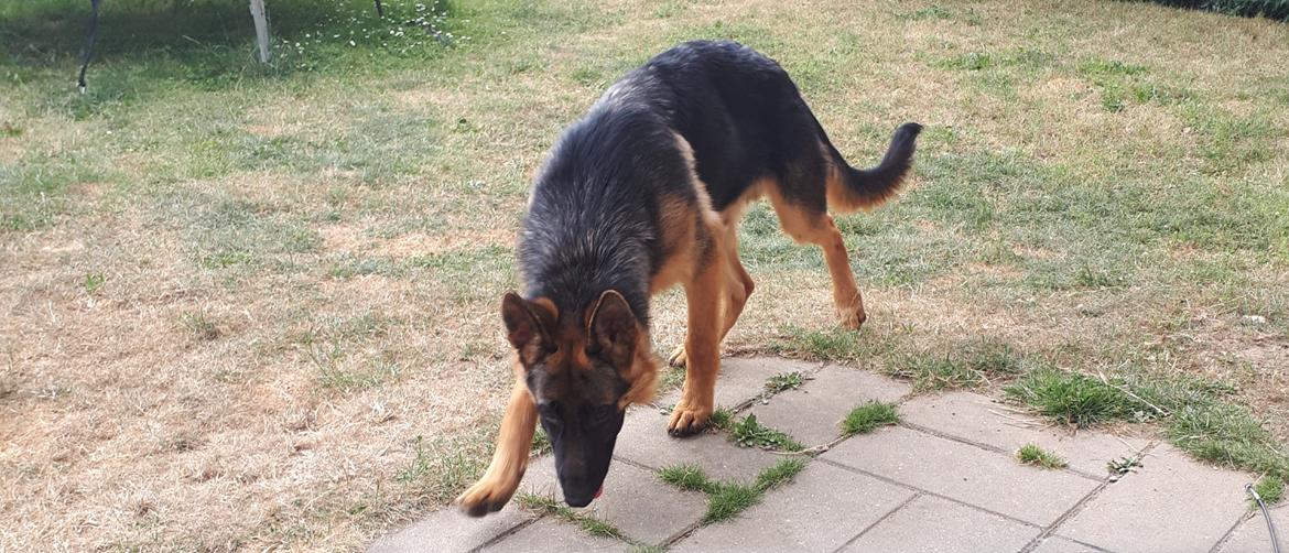 Schæferhund Santo jr. billede 32