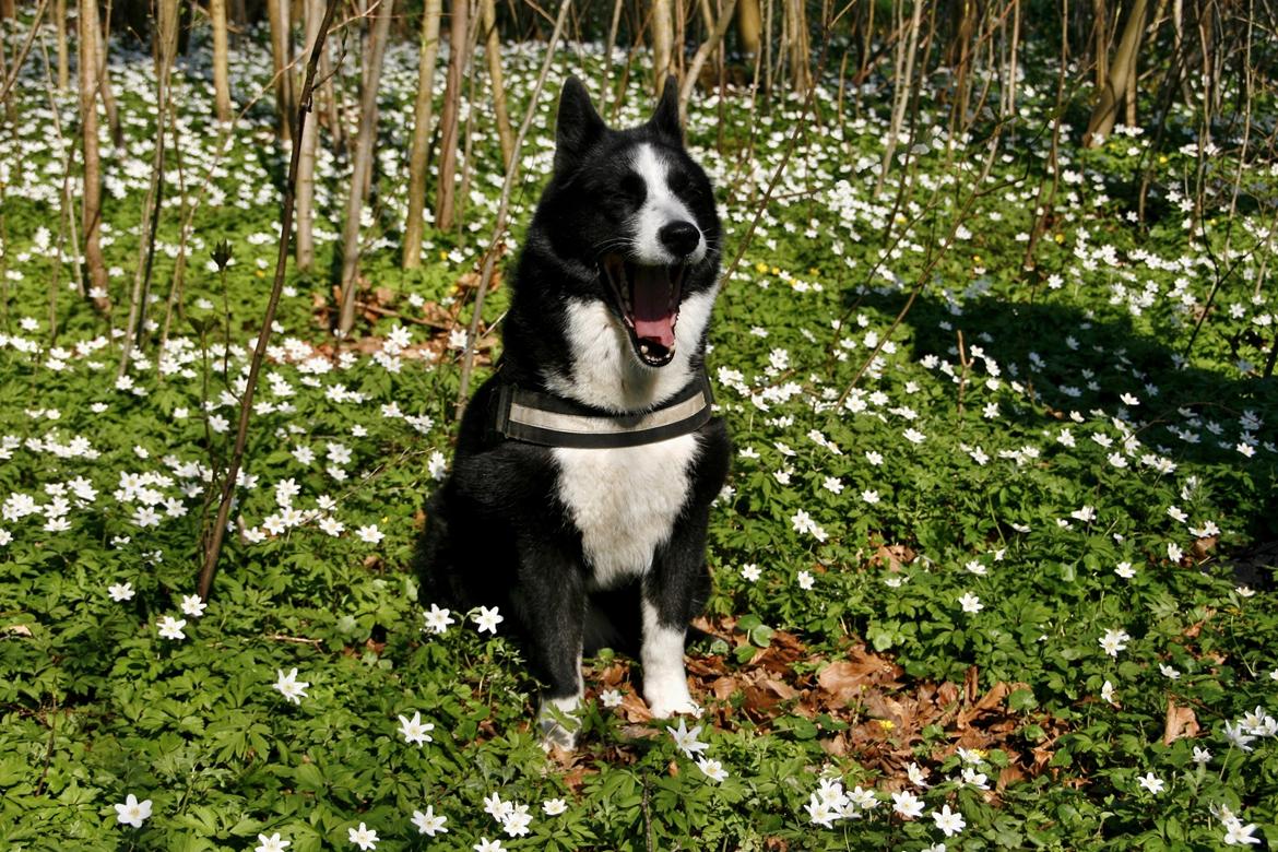 Karelsk bjørnehund Bjørnehusets Maika - Skovtur på vores årsdag med Maika billede 14