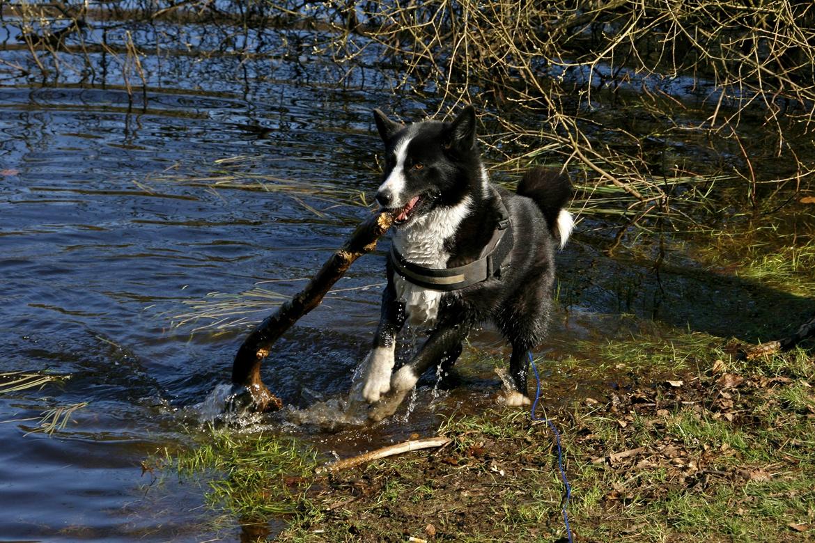 Karelsk bjørnehund Bjørnehusets Maika - Skovtur på vores årsdag med Maika billede 8