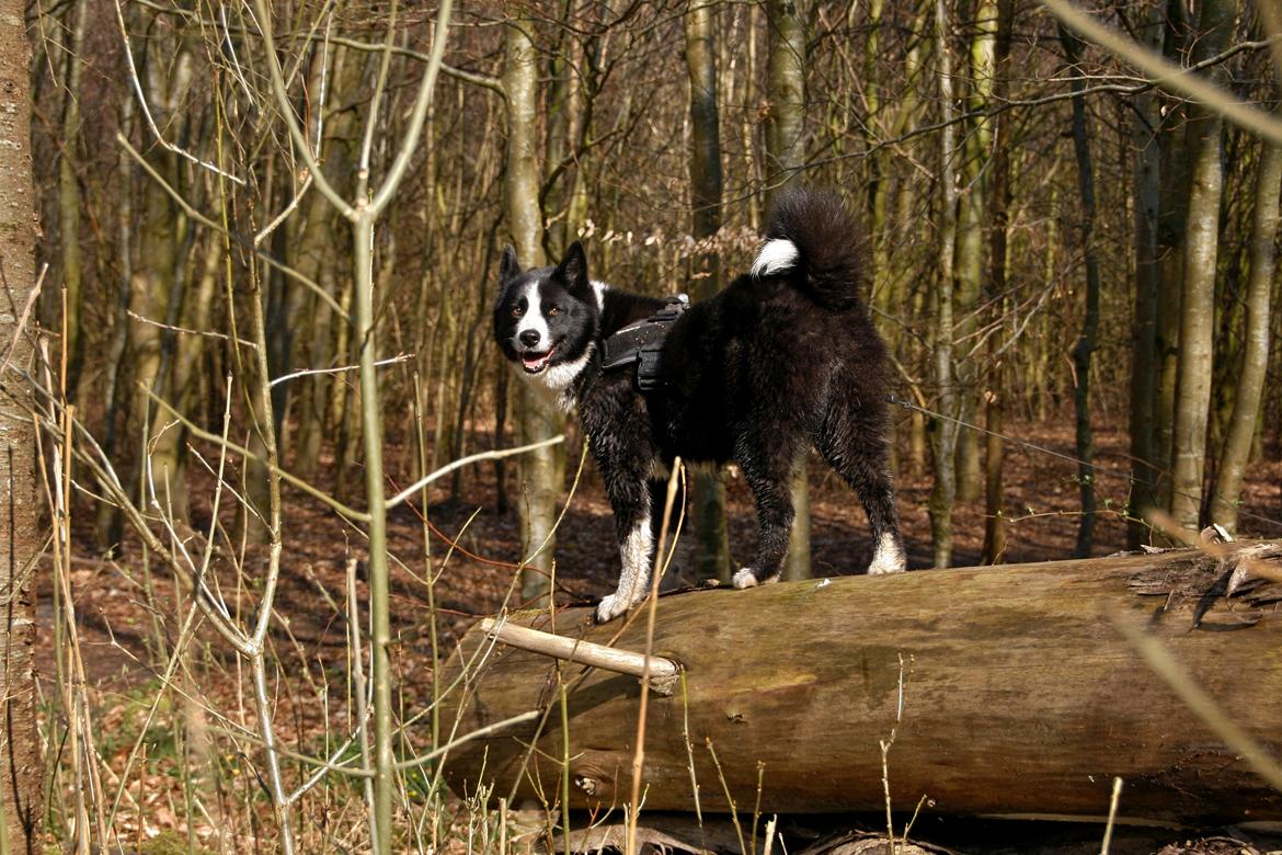 Karelsk bjørnehund Bjørnehusets Maika - Skovtur på vores årsdag med Maika billede 22