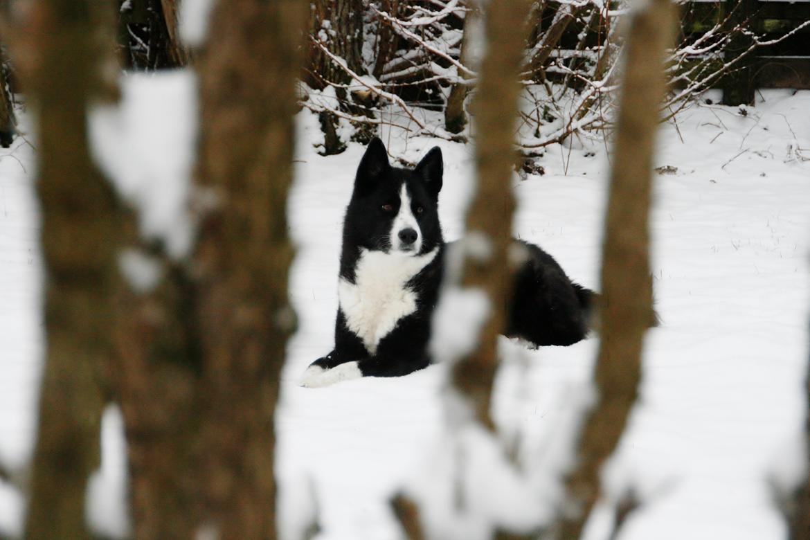 Karelsk bjørnehund Bjørnehusets Maika - Vintervejret passer damen billede 10