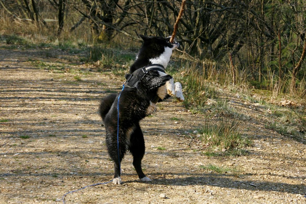 Karelsk bjørnehund Bjørnehusets Maika - Skovtur på vores årsdag med Maika billede 29