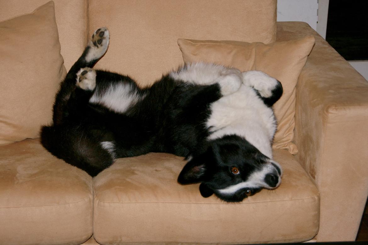 Karelsk bjørnehund Bjørnehusets Maika - Maikas yndlingsstilling billede 23