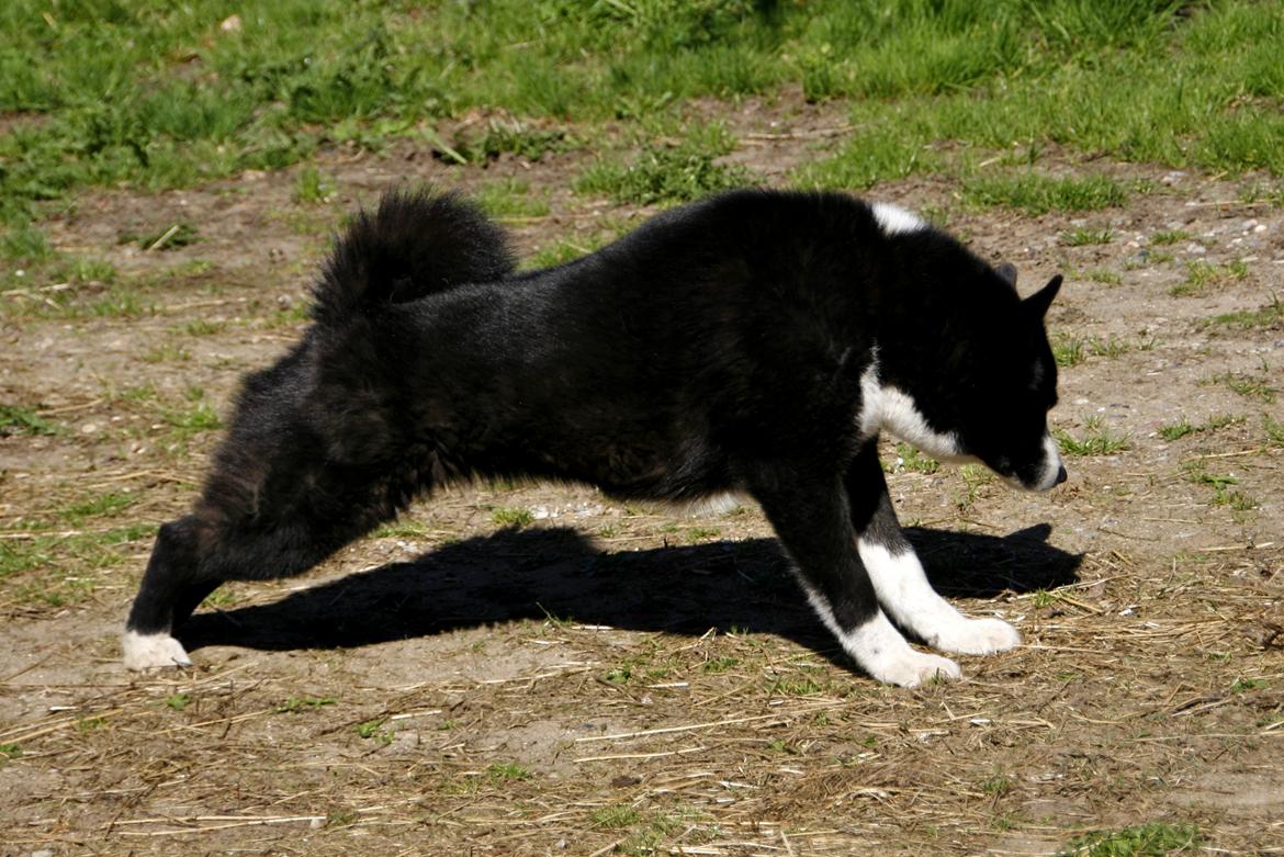 Karelsk bjørnehund Bjørnehusets Maika - Streeeetch billede 28