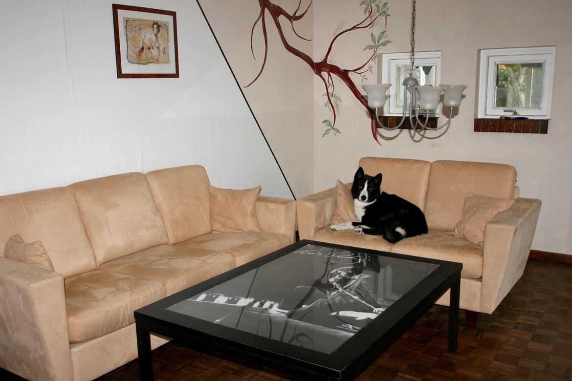 Karelsk bjørnehund Bjørnehusets Maika - Ingen sofa er hellig billede 41