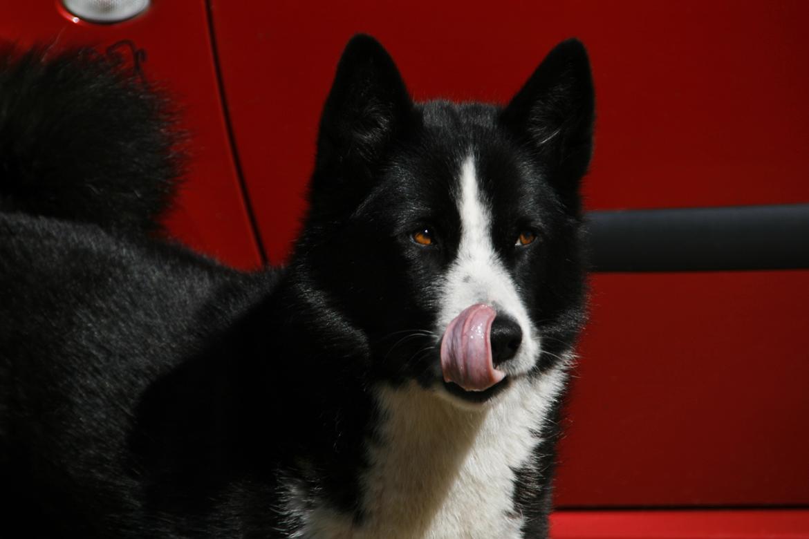 Karelsk bjørnehund Bjørnehusets Maika - Bear Dog stare billede 21