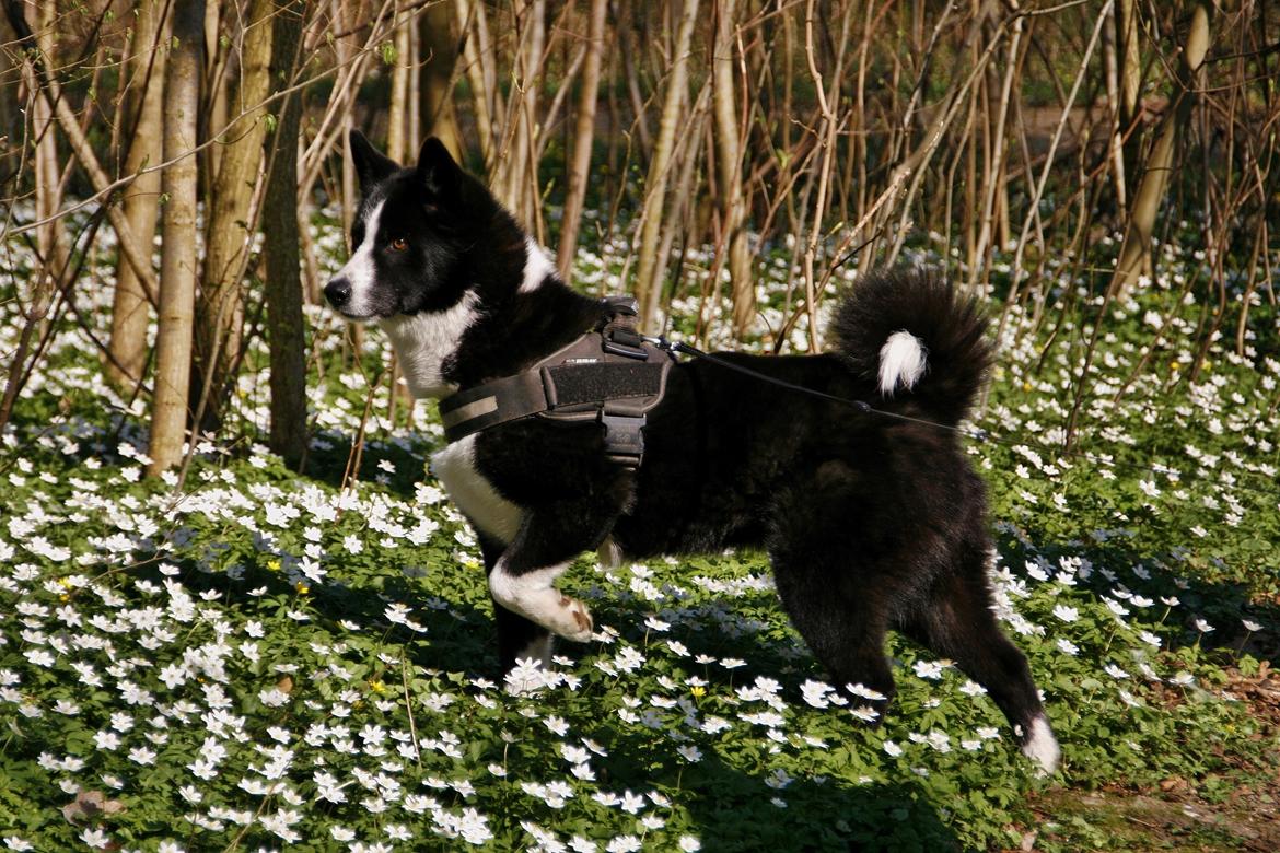 Karelsk bjørnehund Bjørnehusets Maika - Skovtur på vores årsdag med Maika billede 25