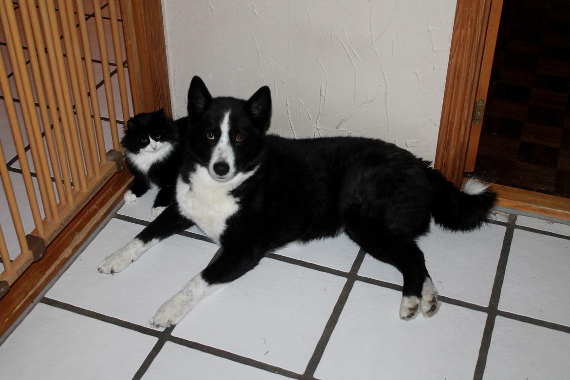 Karelsk bjørnehund Bjørnehusets Maika - Maika og Murphys første møde billede 31