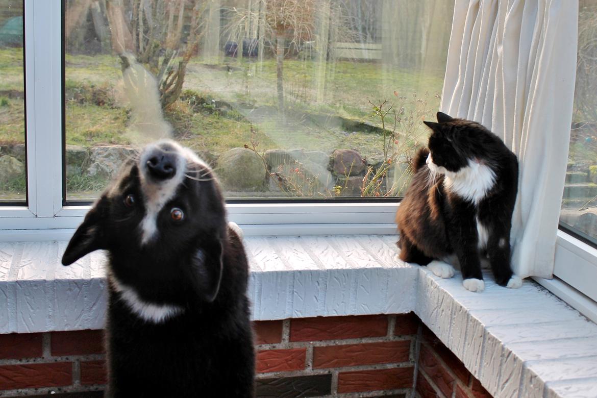 Karelsk bjørnehund Bjørnehusets Maika - Maika med hendes nye ven Murphy billede 20