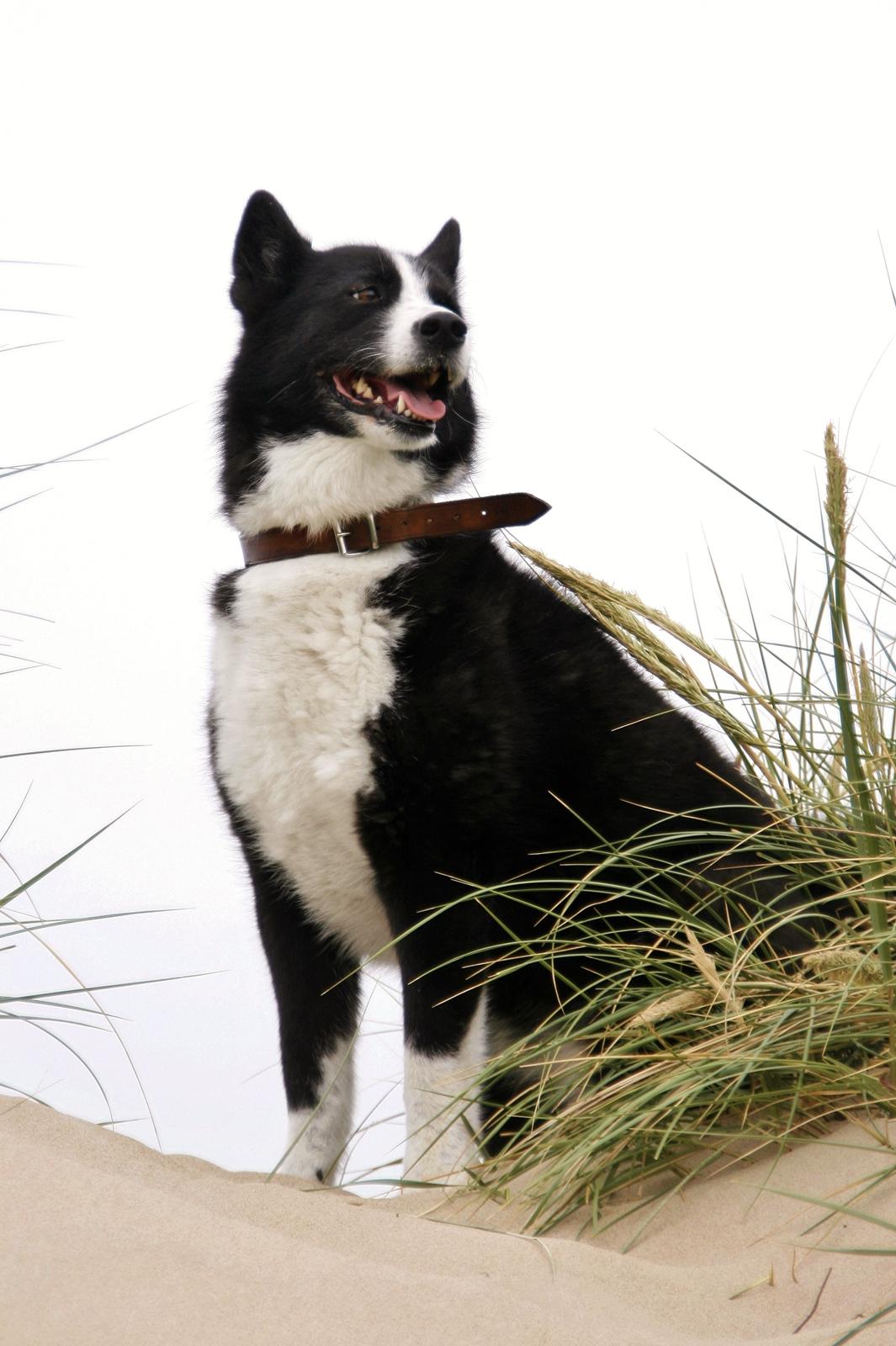 Karelsk bjørnehund Bjørnehusets Maika - Maika spejder over Hirtshals strand billede 11