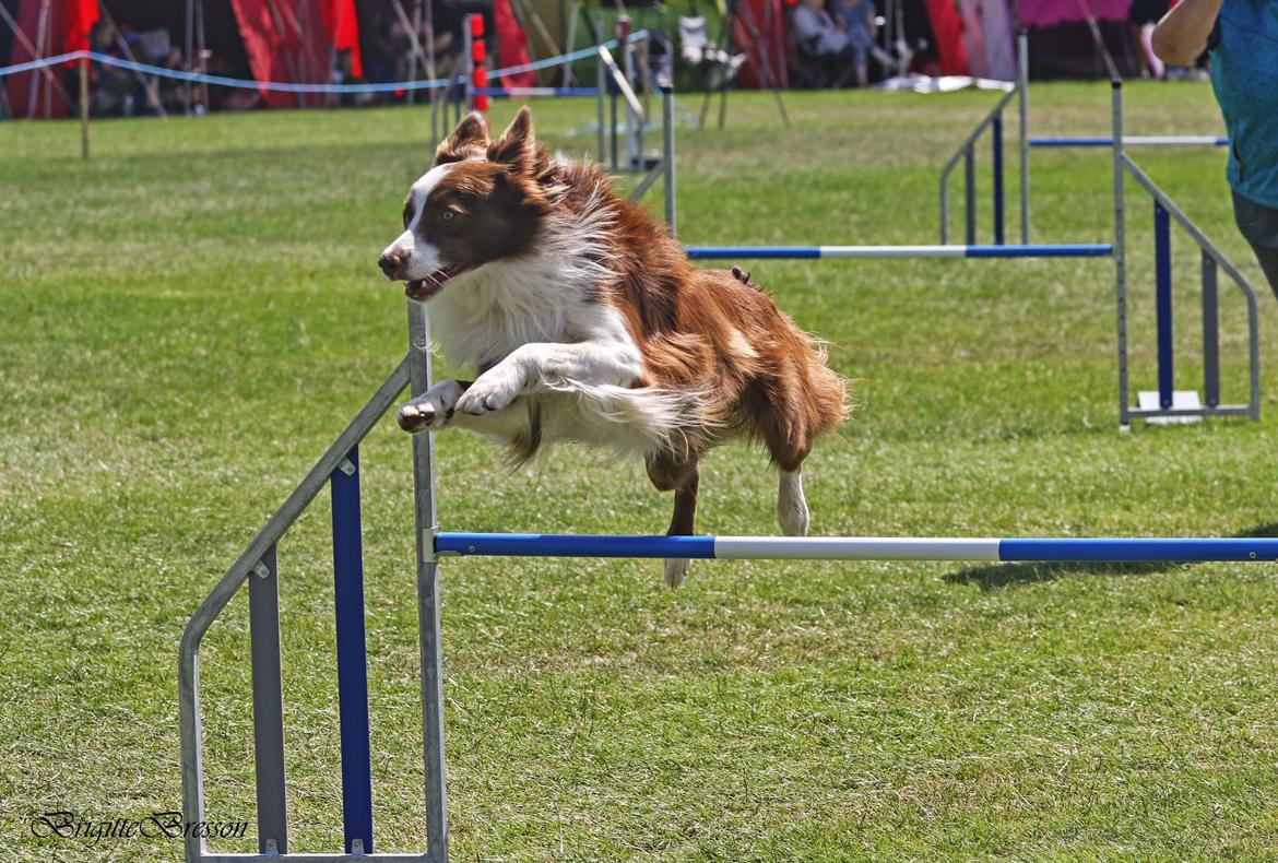 Border collie Cap billede 1