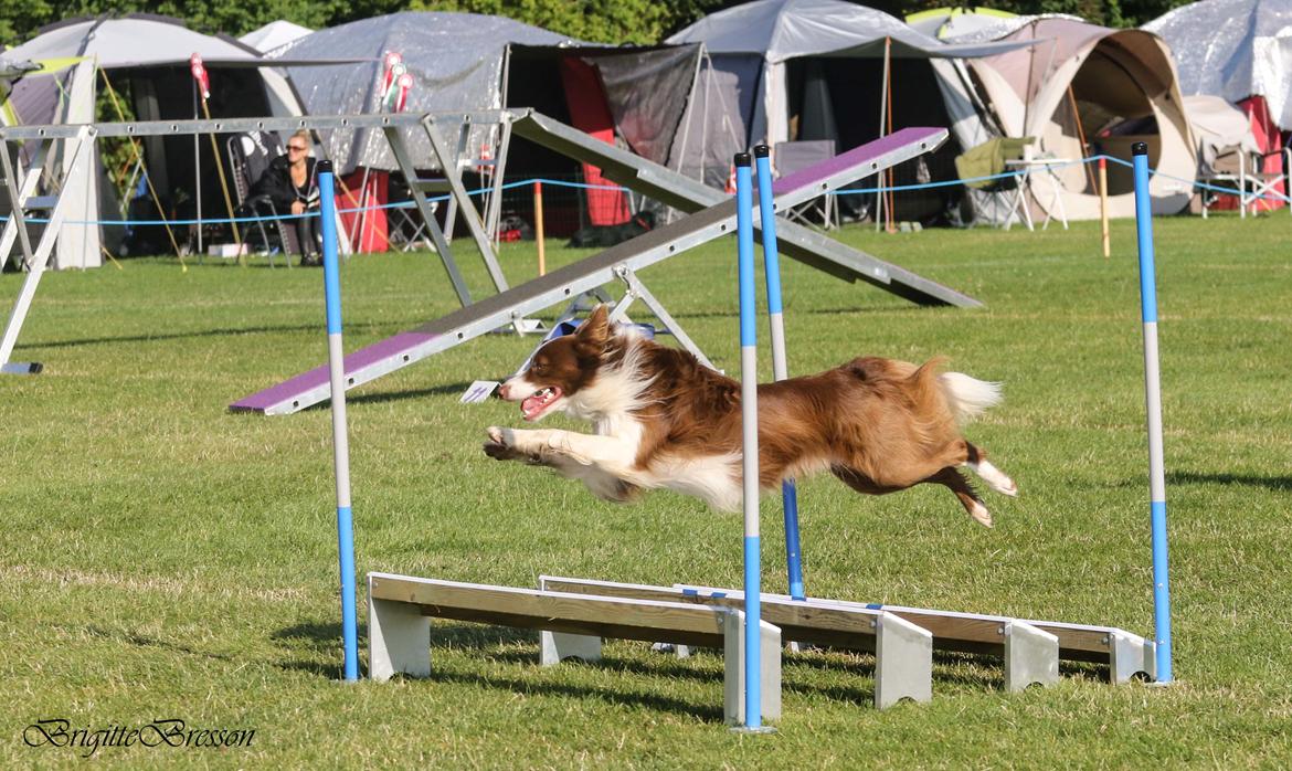 Border collie Cap billede 2