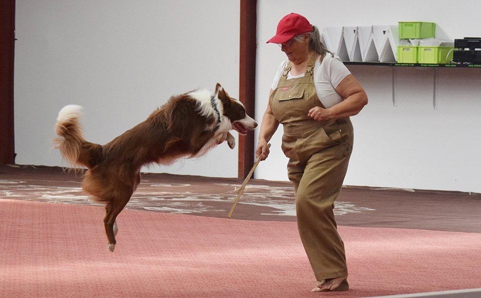 Border collie Cap billede 5